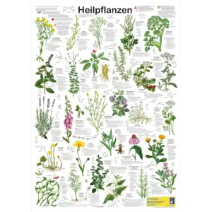 heilpflanzen - deutscher Kunstdruck